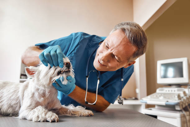 Best 24-Hour Emergency Dental Care in Harvey, MI